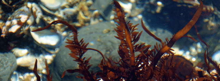 למה כולם מדברים על האצה שאי אפשר לבטא את שמה?